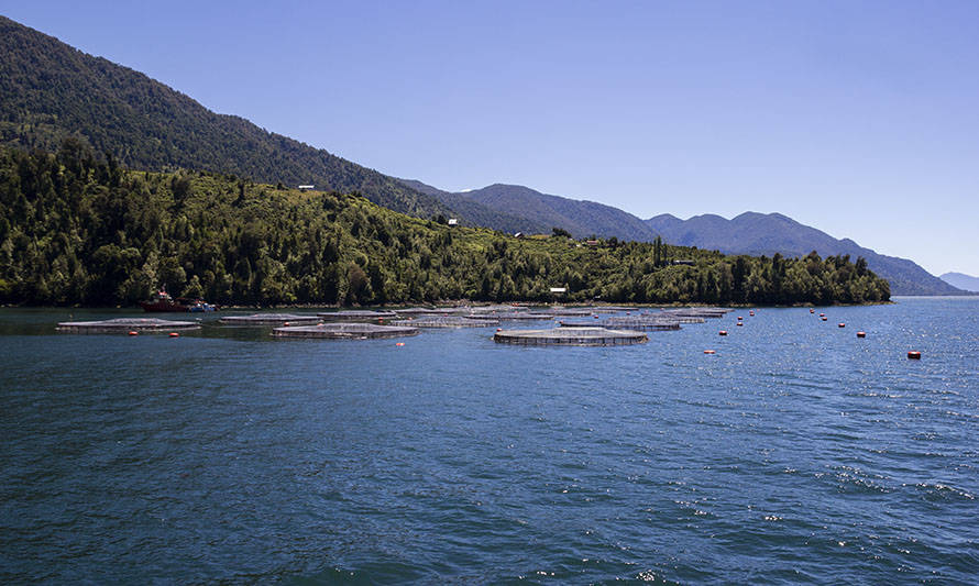 Expertos analizaron origen y ocurrencia de floraciones algales nocivas en aguas del sur de Chile