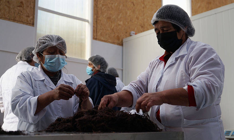 Algueras de Chiloé se capacitan para producir postres naturales a partir de agar-agar