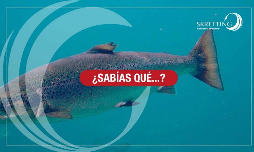 ¿Cómo se mantiene el omega-3 en los peces? 