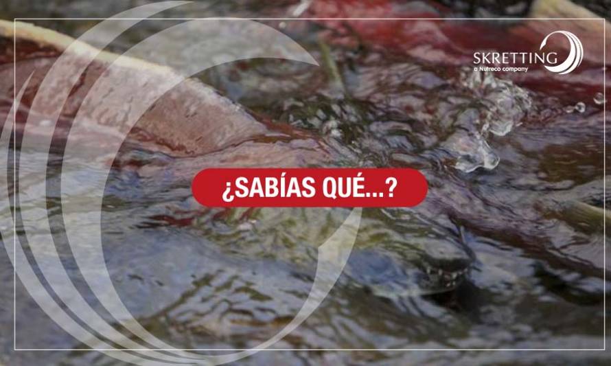 ¿De qué está hecha la comida de los peces?