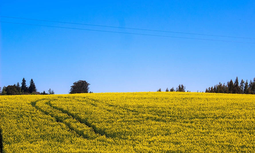 Economía circular: pisciculturas podrán disponer de lodos como fertilizante para la agricultura