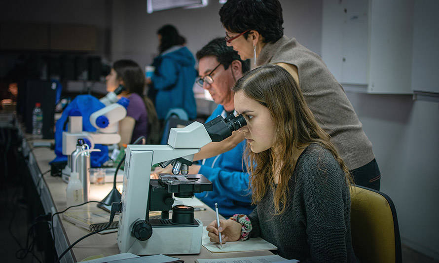 Arte y ciencia: ya está abierta la inscripción para curso de ilustración científica marina de Chile central