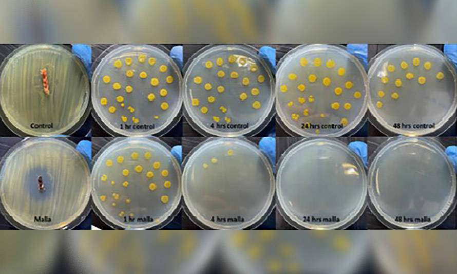 Análisis de laboratorio constata alta eficacia de redes V2 de Garware contra SRS y Tenacibaculosis