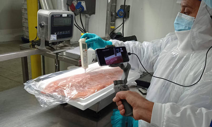Autoridad fitosanitaria rusa realizó fiscalización remota a planta salmonera en el Biobío