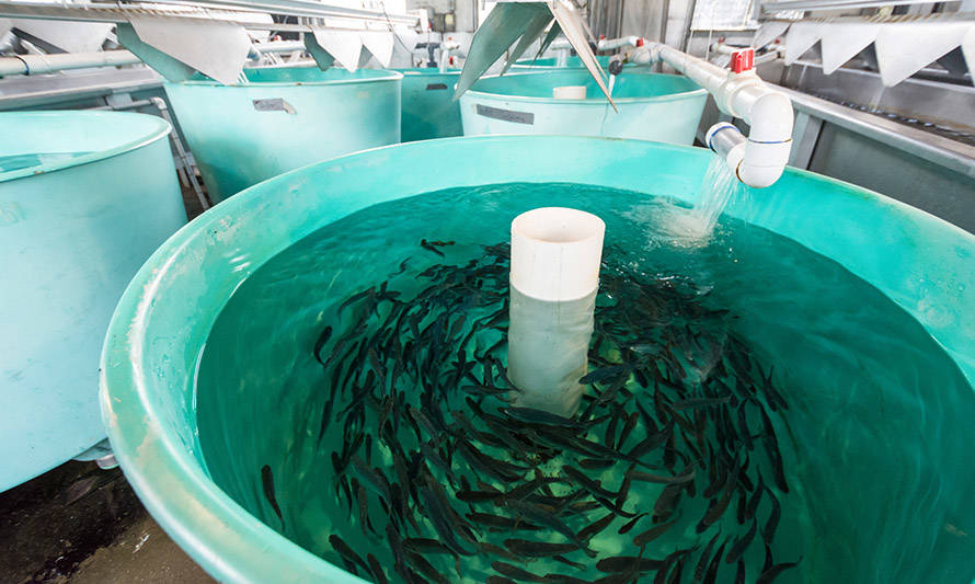 Sernapesca realiza profunda “limpieza” del Registro Nacional de Acuicultura y elimina 130 pisciculturas por no operación