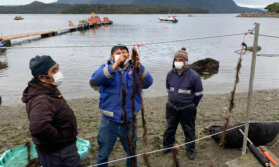 Salmonicultura y pesca artesanal se unen para desarrollar  proyecto de acuicultura multitrófica en Aysén