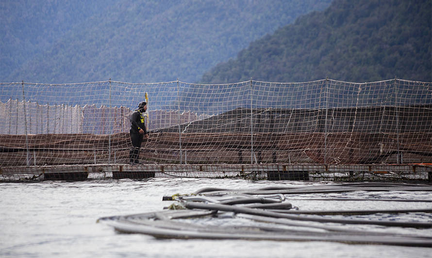 Consejo del Salmón presenta nuevo estándar para resguardar seguridad de buzos en centros de cultivo