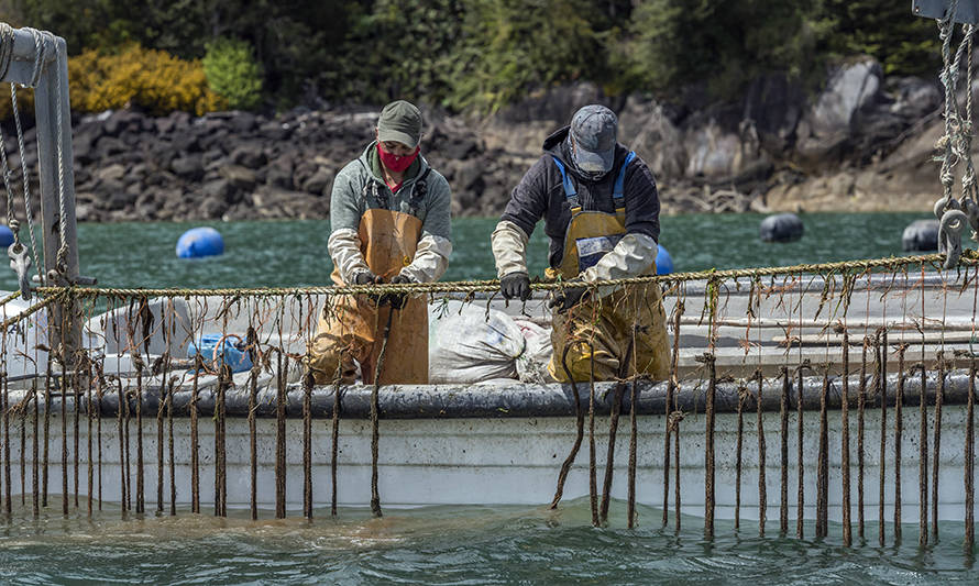 Lanzan en la Región de Los Lagos concurso para apoyar a pequeños productores de mejillón