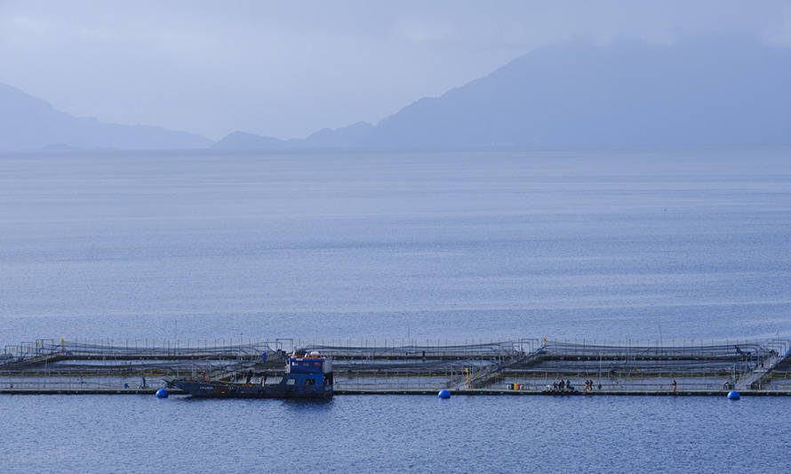 DNB Bank: “En Chile hace falta que la gente conozca más la industria salmonera”