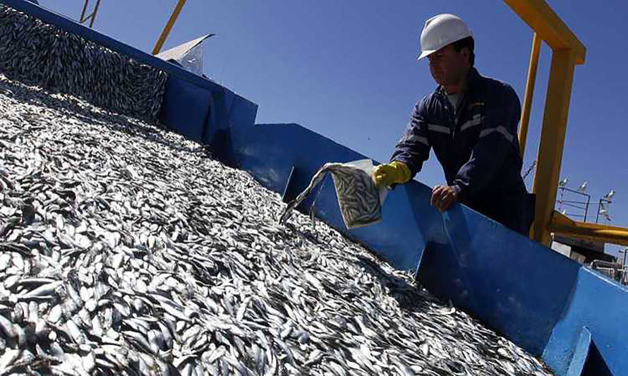 Cuota de sardina común aumenta por segunda vez en el año y ahora llega a 357 mil toneladas