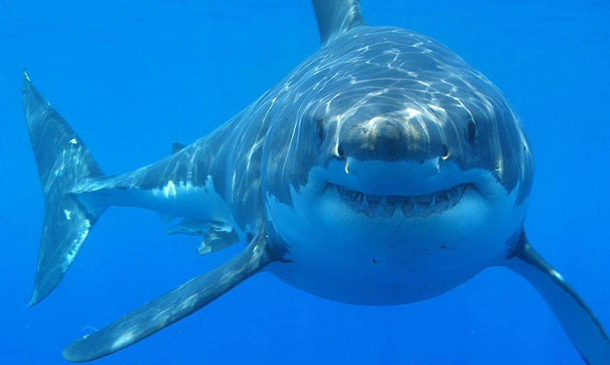 Tiburones, rayas y quimeras de Chile protagonizan nueva guía educativa ilustrada
