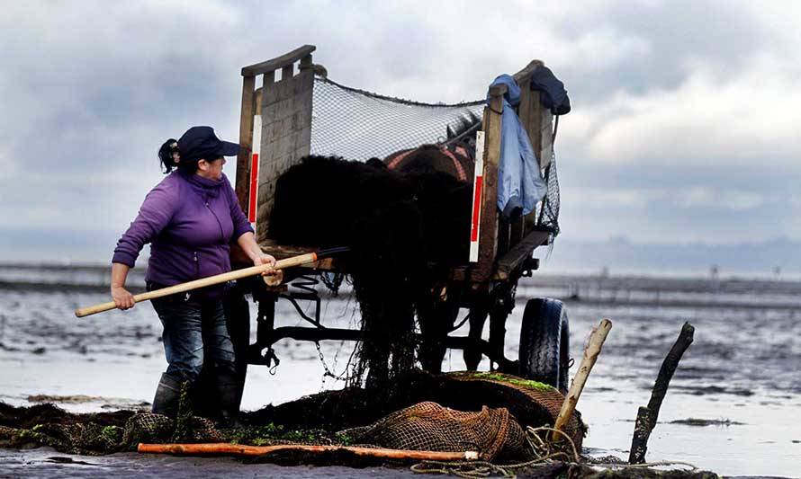 Subpesca anuncia creación de organización que reunirá a pescadoras artesanales de Latinoamérica
