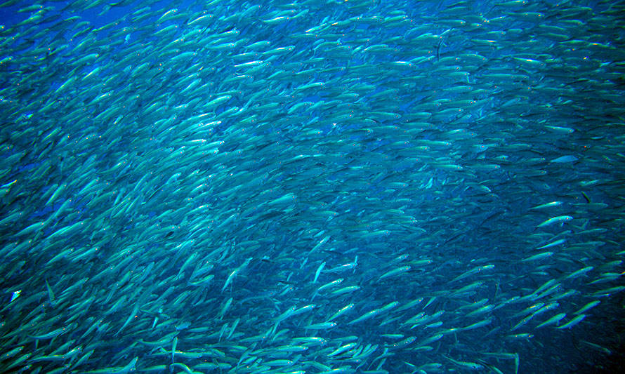 Investigación corrobora los efectos nocivos del calentamiento global en peces