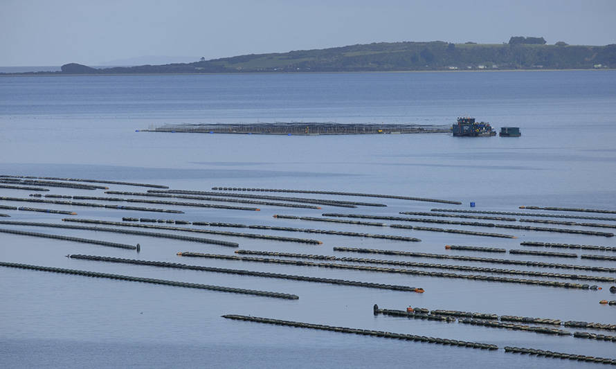 Camanchaca mitiga impactos de mortalidades de salmones con buenos resultados en pesca y mejillones