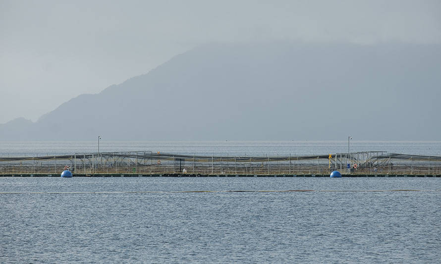 Salmones Austral mejora desempeño trimestral gracias a mayores precios y volumen de venta