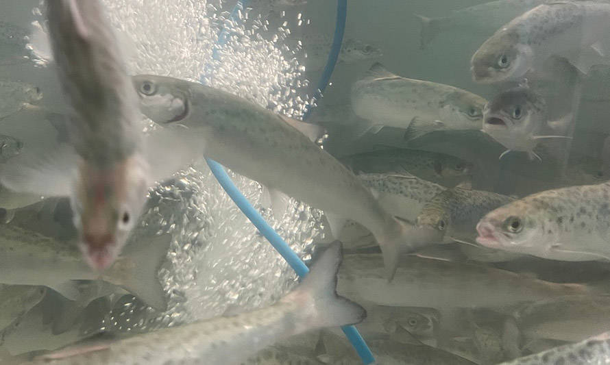 Combate al piojo de mar: vacuna desarrollada por el Centro INCAR muestra promisorios resultados