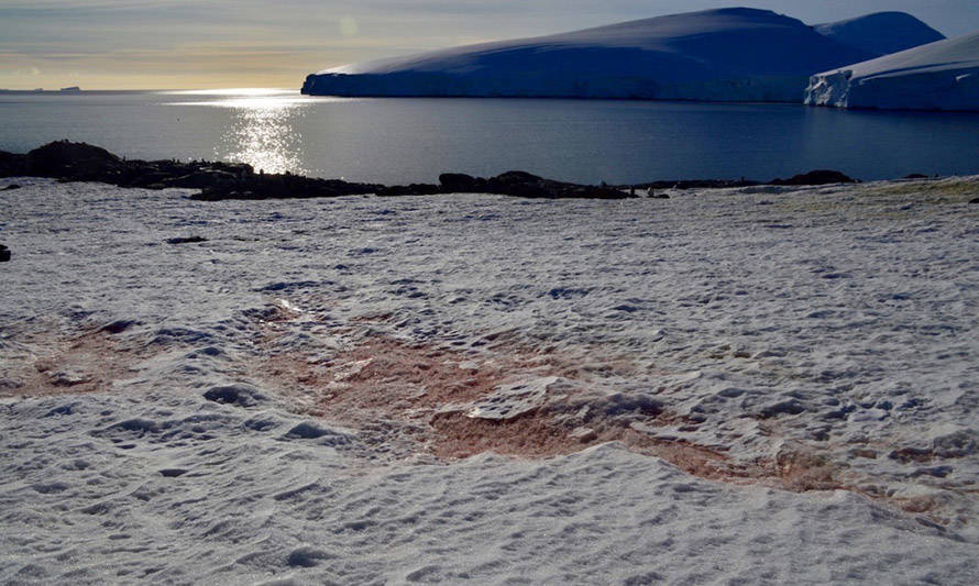 Científicos chilenos identifican nueva especie y género de alga antártica