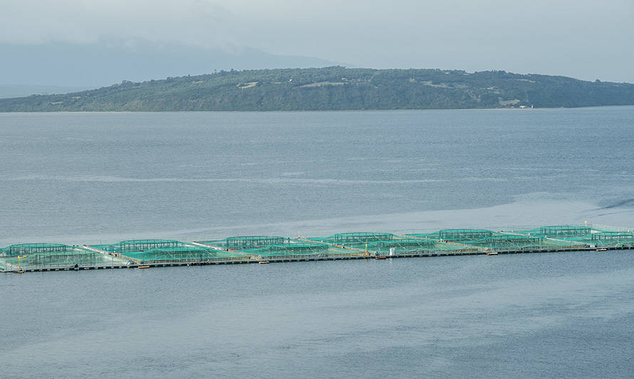 Cultivo de salmón en comuna de Calbuco. Foto: Diario Acuícola. (Referencial)