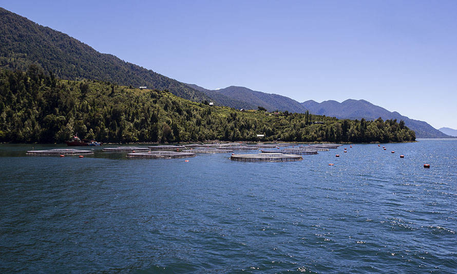 Cultivo de salmón en el fiordo Comau, Región de Los Lagos. Foto: Diario Acuícola.