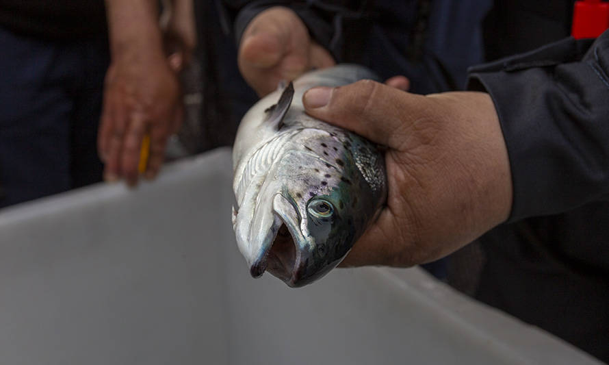 Investigadores del Centro INCAR participan en 20ª Conferencia Internacional de Enfermedades de Peces y Moluscos