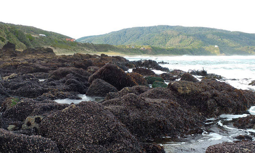 Estudio determinó parámetros para verificar la recuperación de ecosistemas marinos de las costas chilenas