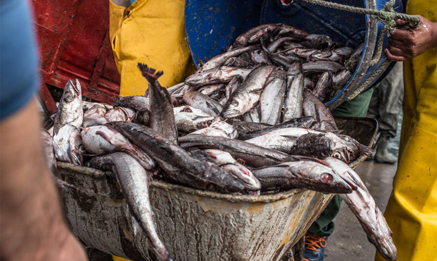 Pescadores artesanales piden avanzar en la prohibición de la pesca de arrastre de la merluza común