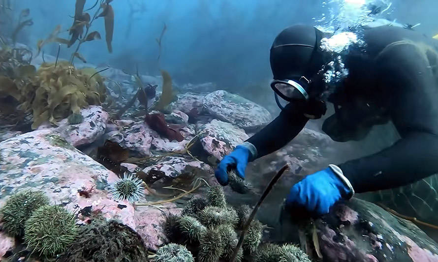 Proyecto de pesca robótica submarina ganó concurso de emprendimiento NND Patagonia