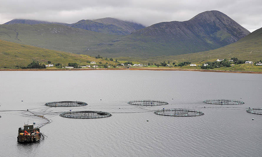 Salmonicultura escocesa cosechó 200 mil toneladas en 2020
