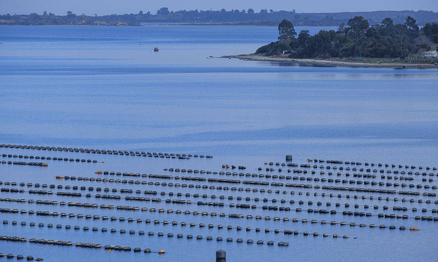 La acuicultura y los ecosistemas marinos dicen presente en el Festival de la Ciencia 2021