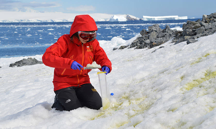 Investigadores profundizan conocimientos sobre algas de nieve antárticas
