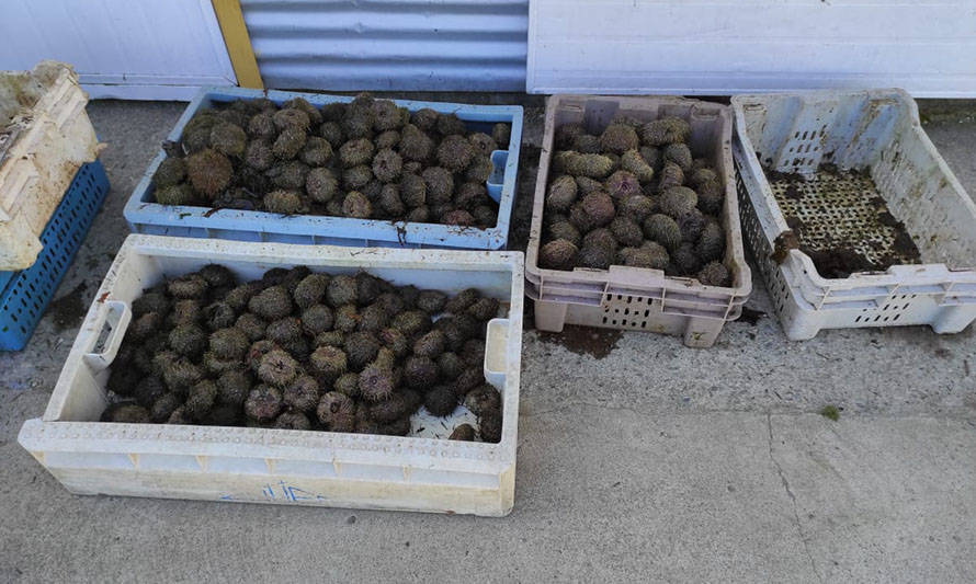 Sernapesca detectó 1600 kilos de erizos bajo la talla mínima legal en planta de proceso de Ancud