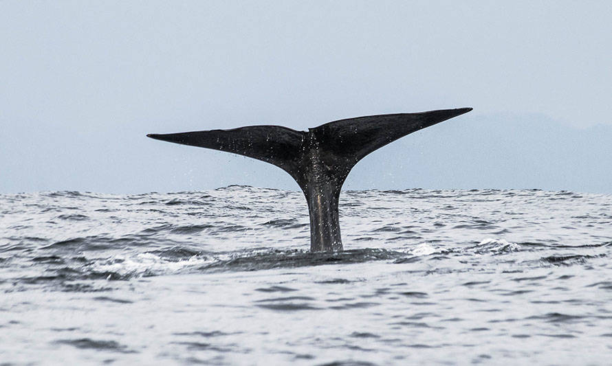 Subpesca crea protocolo para reducir la captura incidental de mamíferos marinos en la pesca industrial