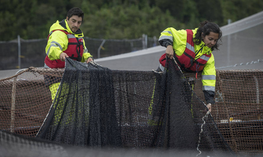 Dinamismo en exportaciones y temporada del coho impulsarían una recuperación en el mercado laboral