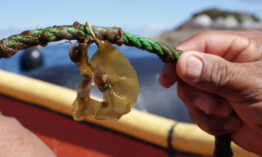 Primer proyecto de cultivo de cochayuyo en Chile abre camino a la diversificación de la acuicultura nacional