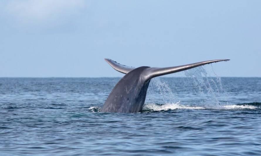 Consejo de Ministros para la Sustentabilidad aprueba la creación del parque marino Tictoc-Golfo Corcovado