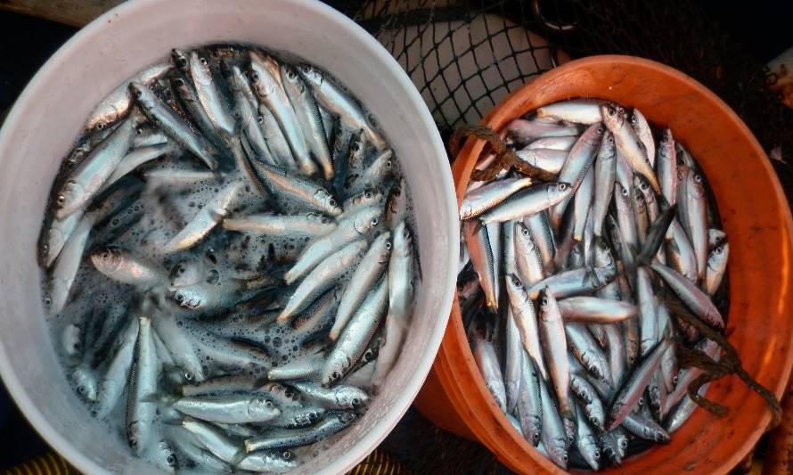 IFOP en conjunto con el Gobierno Regional del Biobío desarrollan proyecto que estudiará la sardina común y anchoveta