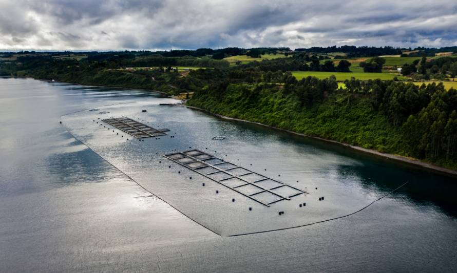 Salmones Camanchaca obtiene favorables resultados en el 4to trimestre del 2021, dejando atrás incidentes de algas