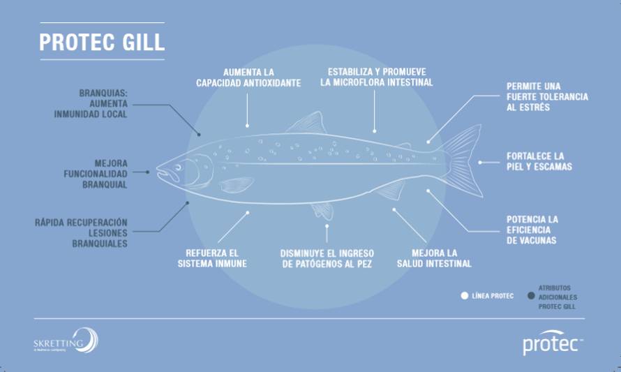 “Los peces que consumen Protec Gill pueden disminuir más de 3 veces las lesiones branquiales moderadas a severas”