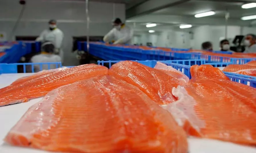Desempeño en los negocios de Salmones y Pesca impulsan resultados de Camanchaca