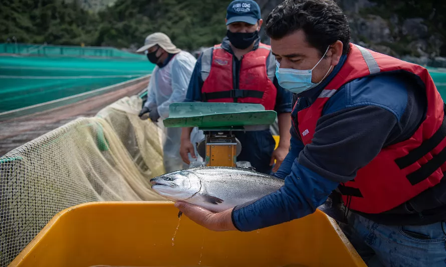 
Salmonicultura chilena avanza en reducir uso de antibióticos a través de más investigación
