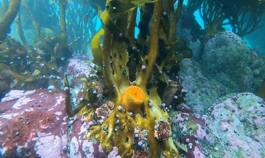 Aysén: Ausencia de planes de manejo amenaza bosques marinos y los recursos bentónicos asociados a ellos