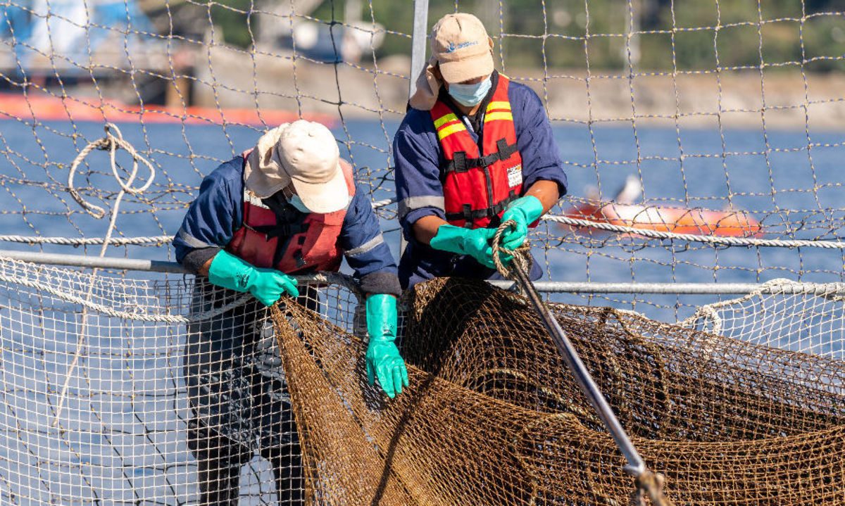Salmones Camanchaca acusa sabotaje en acopio de peces en su planta de Calbuco 