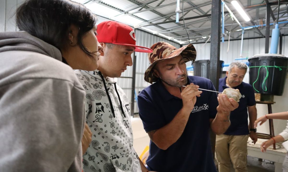 Futuros técnicos en acuicultura se capacitan en el manejo
reproductivo de Ostión del Norte