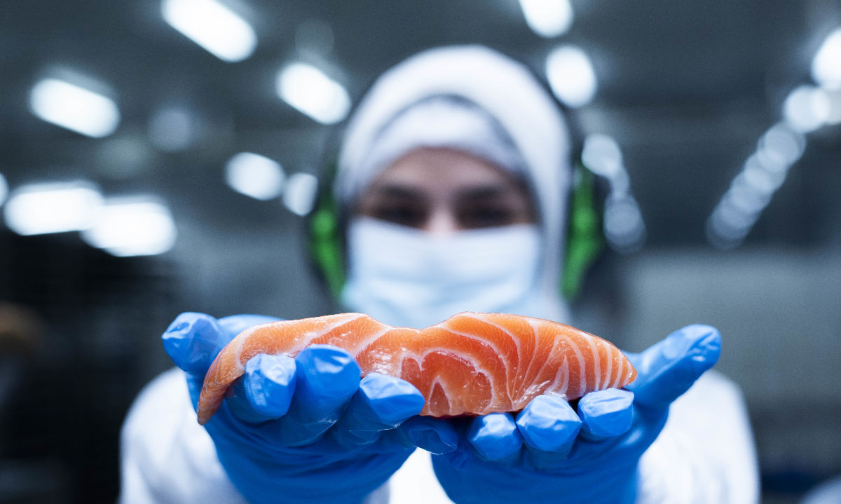 Cooke produce el primer salmón orgánico cultivado en Chile 