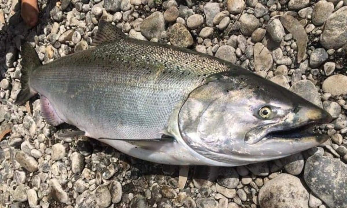 Salmón Chinook (Oncorhynchus tshawytscha). Crédito: PescaChile.cl