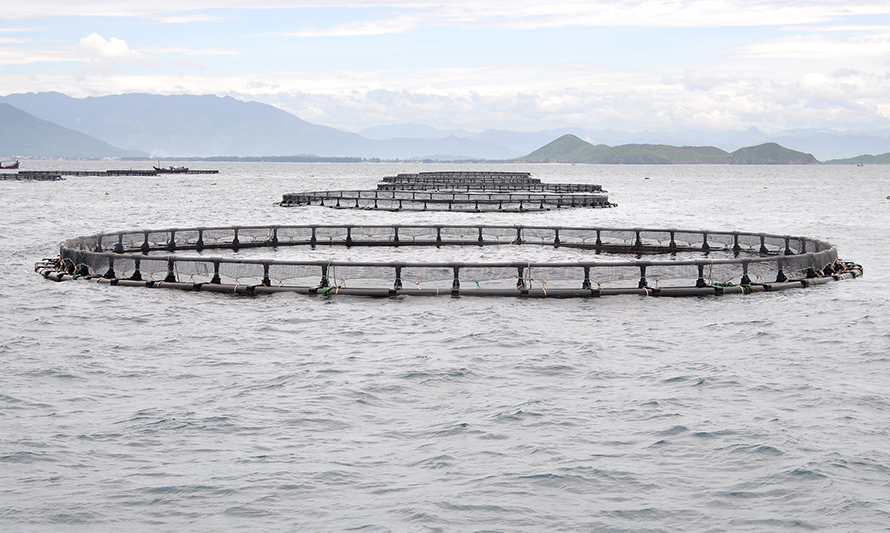 Entra en vigencia decreto que simplifica modificación de proyectos técnicos de acuicultura