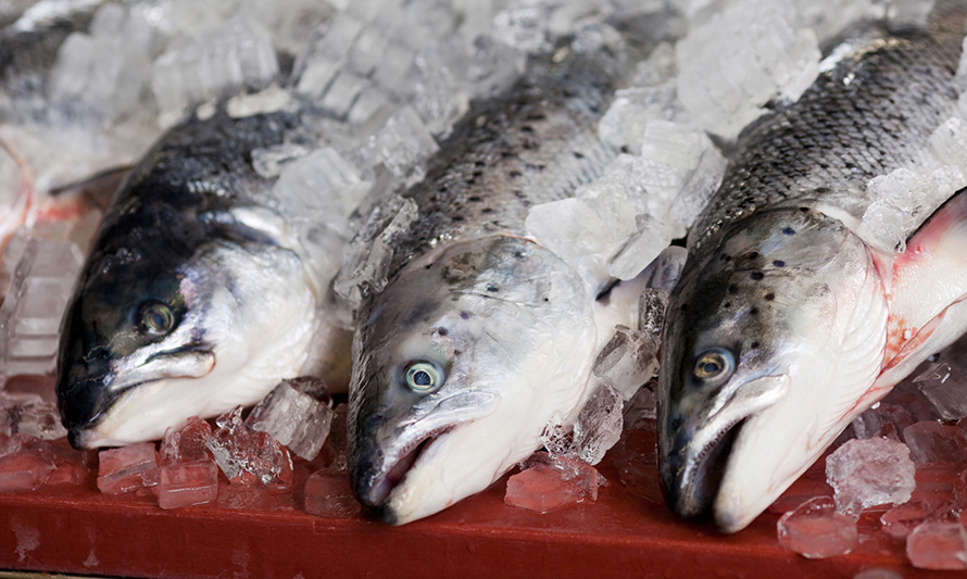 Oceana da a conocer nuevo ranking de uso de antibióticos en la salmonicultura