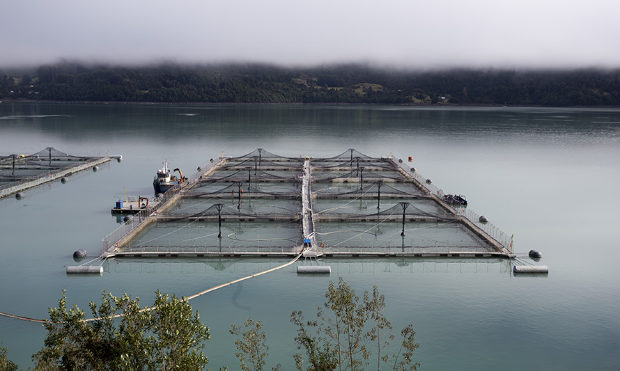 Ejecutivo presenta propuesta para endurecer sanciones por escapes de salmones