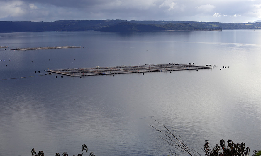 Proyectan fuerte caída de producción salmonera chilena en 2021