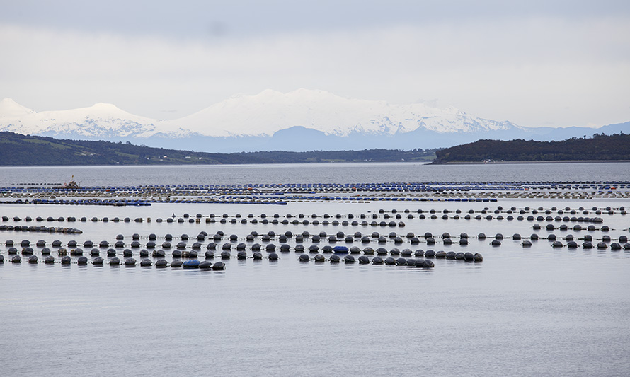 ProChile Los Lagos destaca el buen año que tuvieron las exportaciones de choritos